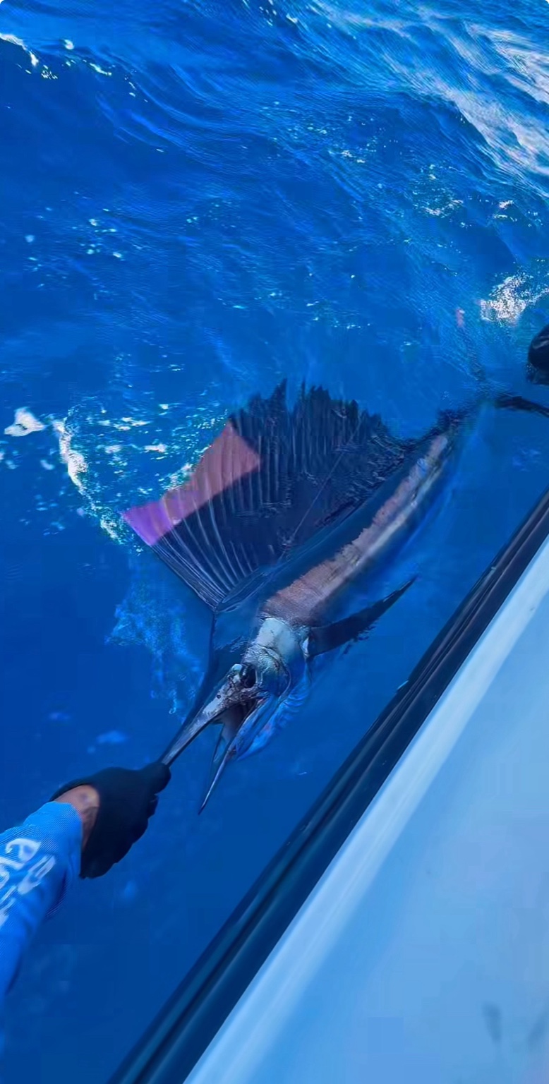 Sailfish alongside boat